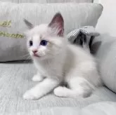 ラグドール【北海道・男の子・2025年7月11日・ブルーポイントバイカラー】の写真10