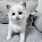 ラグドール【北海道・男の子・2025年2月26日・ブルーポイントバイカラー】の写真11