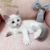 ラグドール【北海道・女の子・2025年7月11日・ブルーポイントバイカラー】の写真11