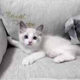 ラグドール【北海道・男の子・2025年7月11日・ブルーポイントバイカラー】の写真14