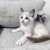 ラグドール【北海道・男の子・2025年7月11日・ブルーポイントバイカラー】の写真15