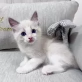 ラグドール【北海道・男の子・2025年7月11日・ブルーポイントバイカラー】の写真12