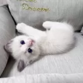 ラグドール【北海道・男の子・2025年7月11日・ブルーポイントバイカラー】の写真8