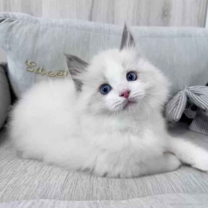 ID:2501-01711の子猫