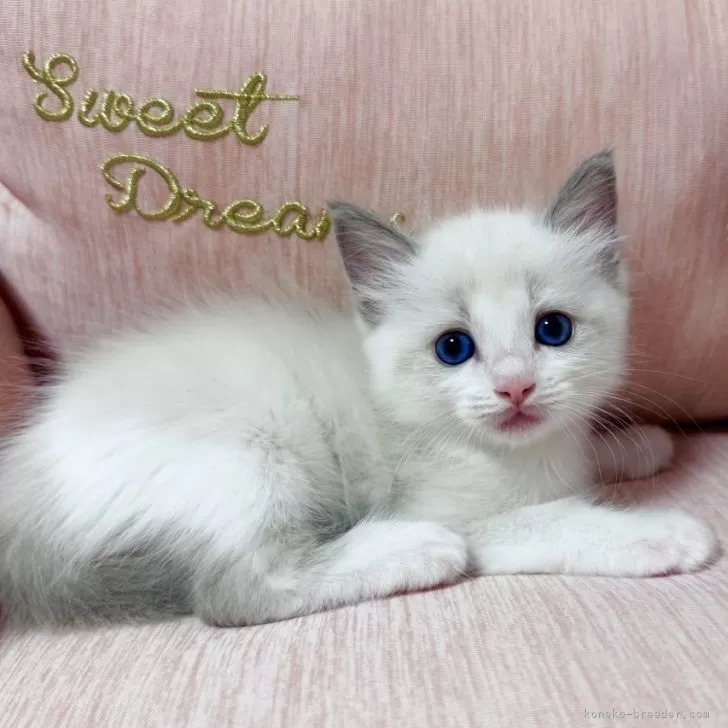 ID:2508-01250の子猫