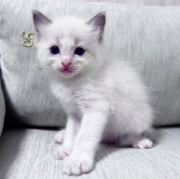 ラグドール【北海道・男の子・2025年7月11日・ブルーポイントバイカラー】の写真「☆かわいい男の子☆」