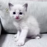 ラグドール【北海道・男の子・2025年7月11日・ブルーポイントバイカラー】の写真1