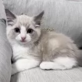 ラグドール【北海道・男の子・2025年4月3日・ブルーポイントバイカラー】の写真1