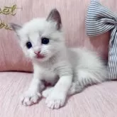 ラグドール【北海道・女の子・2025年7月11日・ブルーポイントバイカラー】の写真5