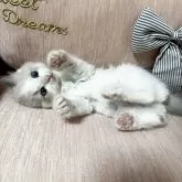 ラグドール【北海道・女の子・2024年11月4日・ブルーポイントバイカラー】の写真7