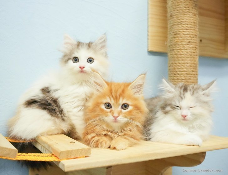 渡邊舞ブリーダー