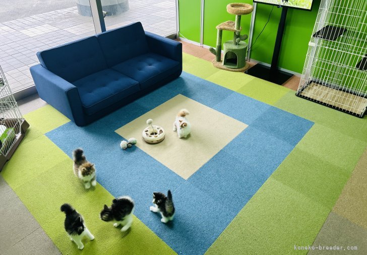 🌟個室でゆっくり子猫ちゃんの見学ができます💗｜渡邊　舞(わたなべ　まい)ブリーダー(千葉県・マンチカンなど・ZCC登録)の紹介写真2