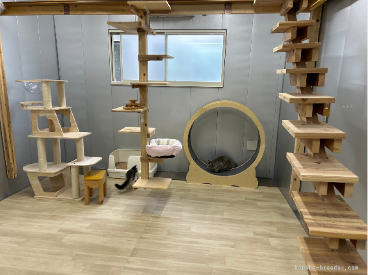🍀普段は広々した室内キャットランで元気に遊んでいます🐱✨｜渡邊　舞(わたなべ　まい)ブリーダー(千葉県・マンチカンなど・ZCC登録)の紹介写真3