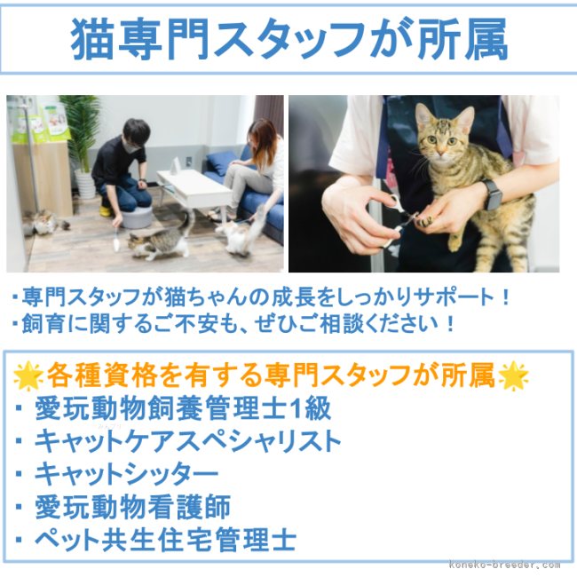 渡邊　舞(わたなべ　まい)ブリーダー(千葉県・マンチカンなど・ZCC登録)の紹介写真5