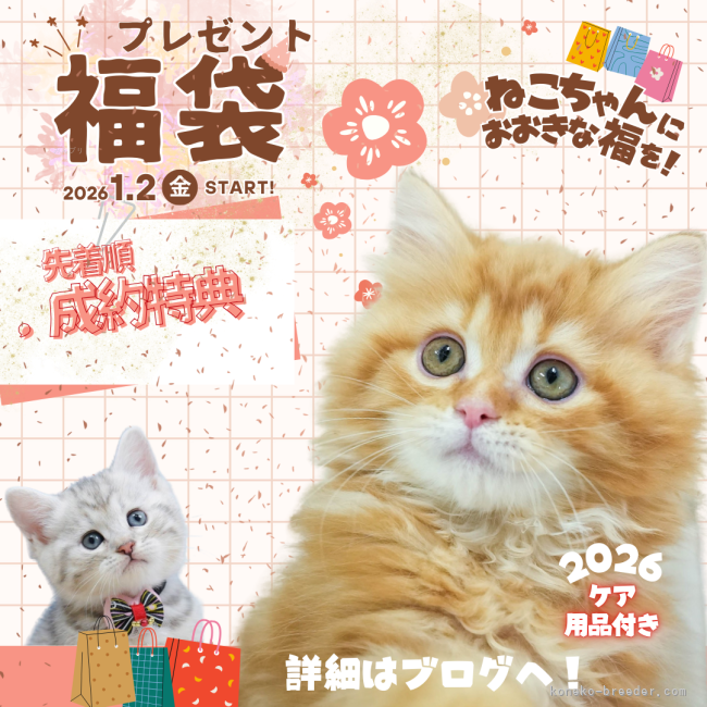 渡邊舞ブリーダーのブログ：無くなり次第終了！！福袋プレゼント🎍✨