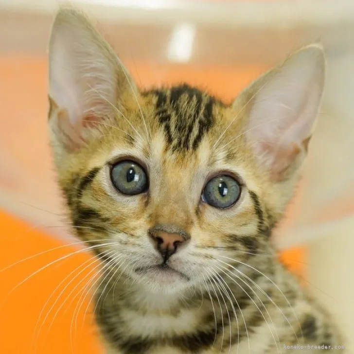 ID:2305-02759の子猫