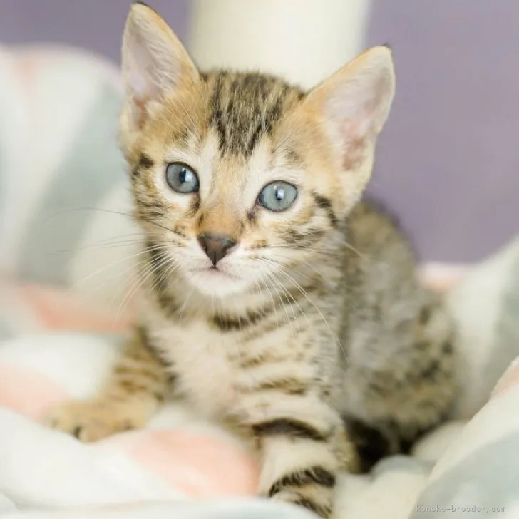 ID:2306-03289の子猫