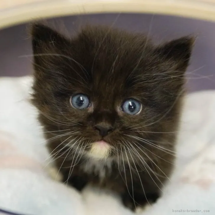 ID：2305-00596の子猫