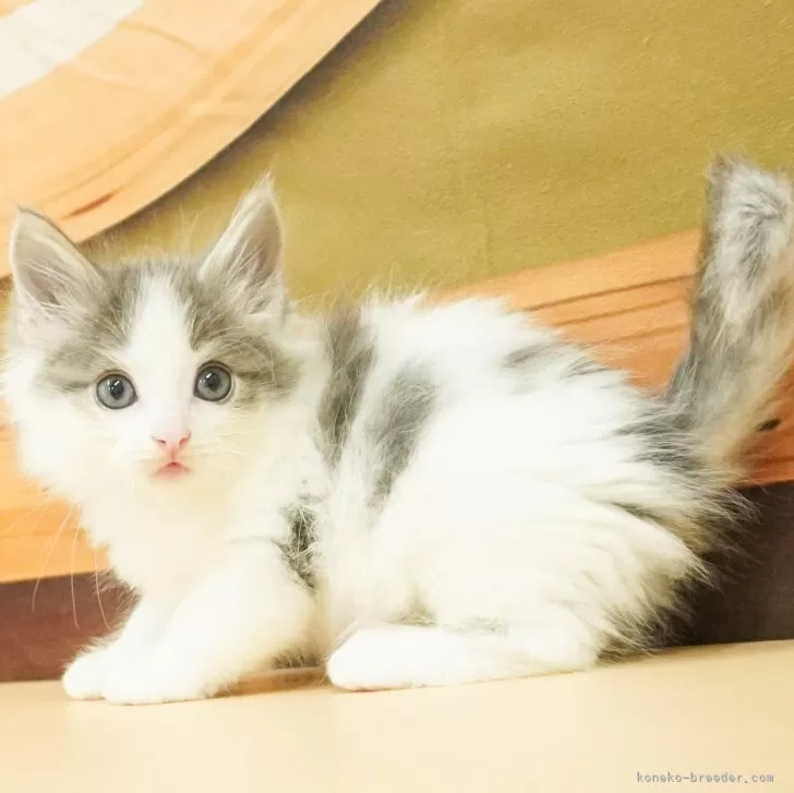 ID：2407-00175の子猫