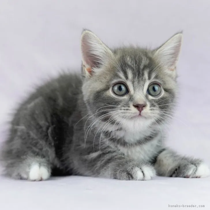 ID：2308-03330の子猫