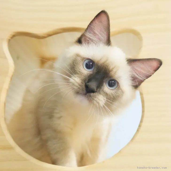 ID:2307-00685の子猫