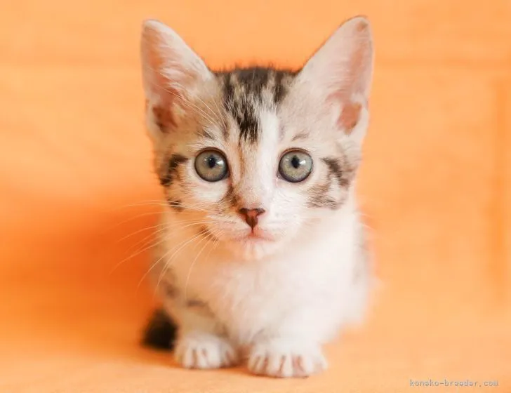 ID：2204-01025の子猫