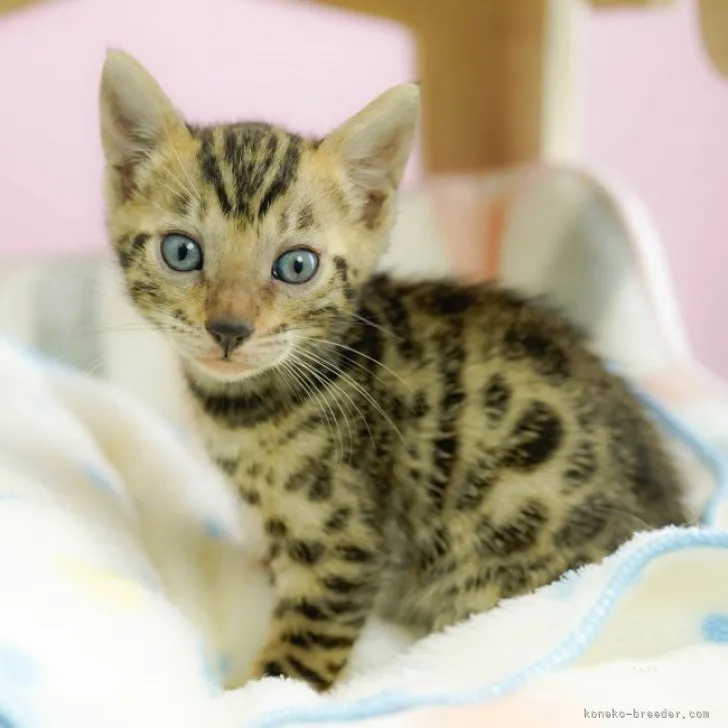 ID:2310-01195の子猫