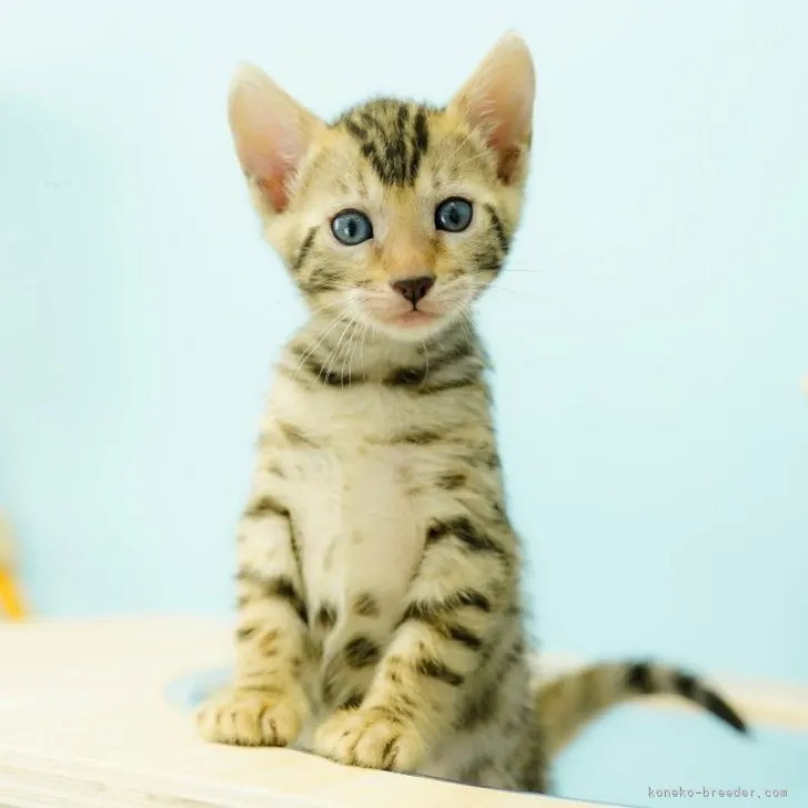 ID:2310-01193の子猫
