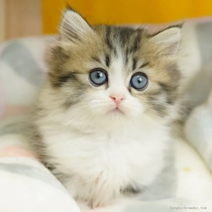 ID：2308-02399の子猫