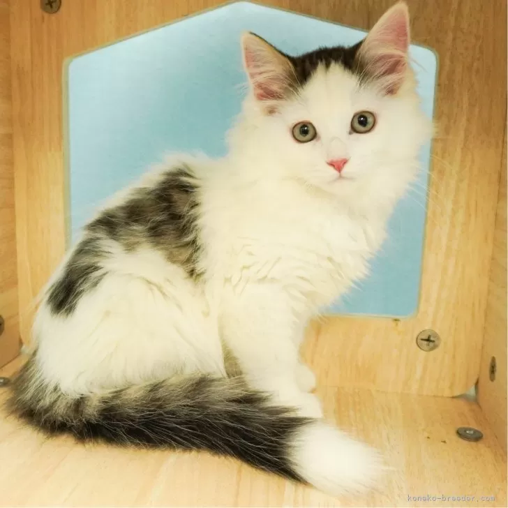 ID：2403-00611の子猫