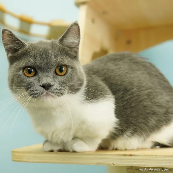 ID：2308-00147の子猫