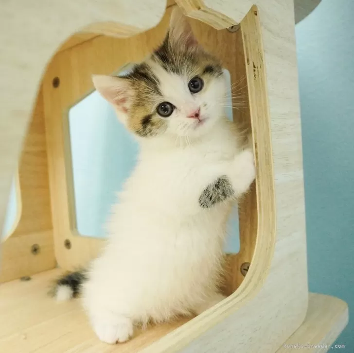 ID:2404-01962の子猫