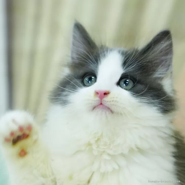 ID:2409-01385の子猫