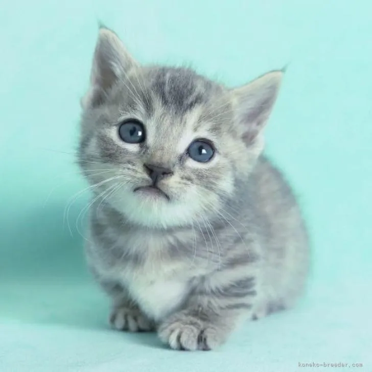 ID:2301-00296の子猫