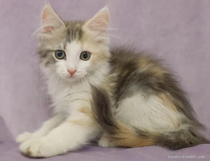 ID：2205-02716の子猫