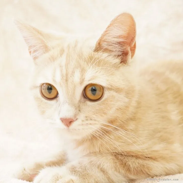 ID:2306-03286の子猫