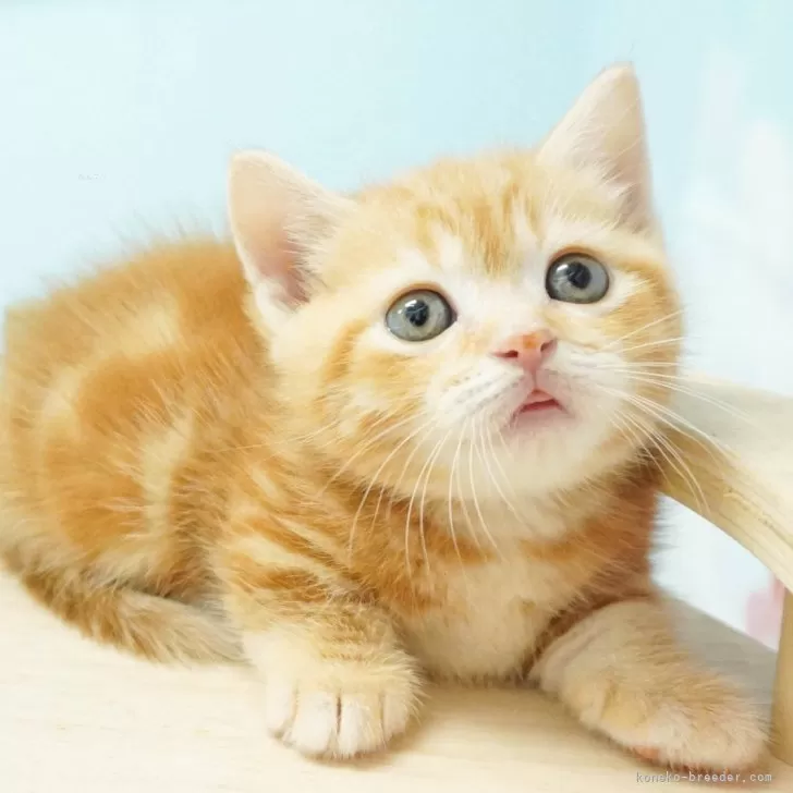 ID：2405-01975の子猫