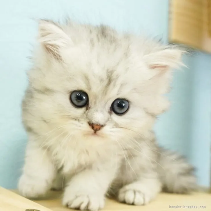 ID：2311-00012の子猫
