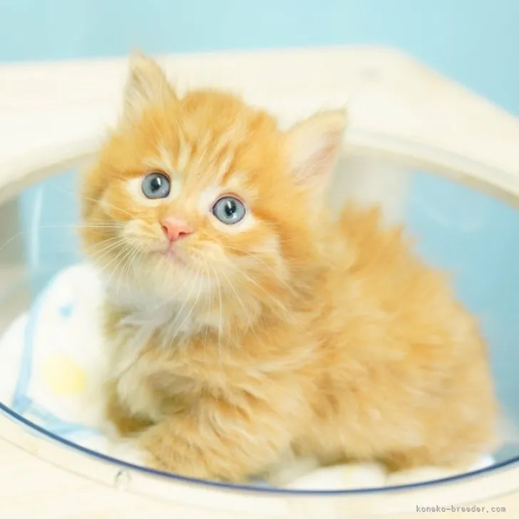 ID：2305-01534の子猫