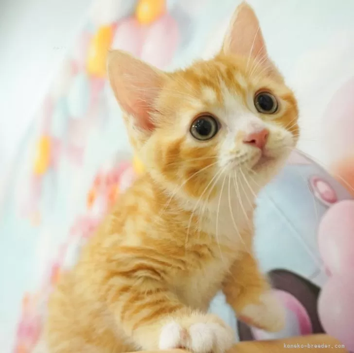 ID:2406-02267の子猫