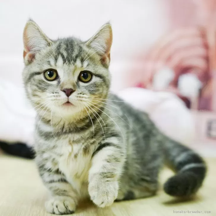 ID：2410-00171の子猫