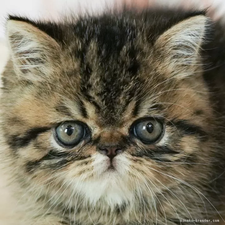 ID:2408-00827の子猫