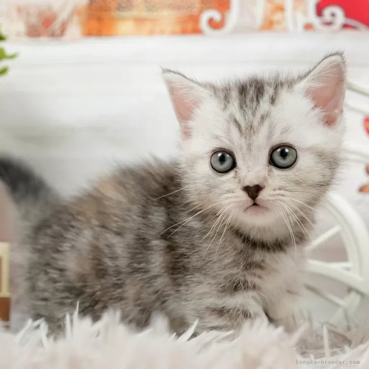 ID：2410-01159の子猫