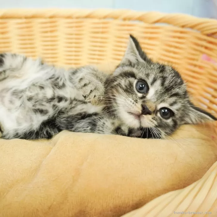 ID:2406-02280の子猫