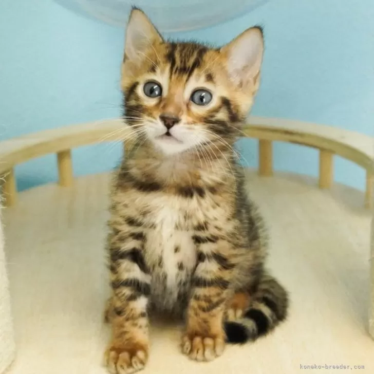 ID：2312-01390の子猫