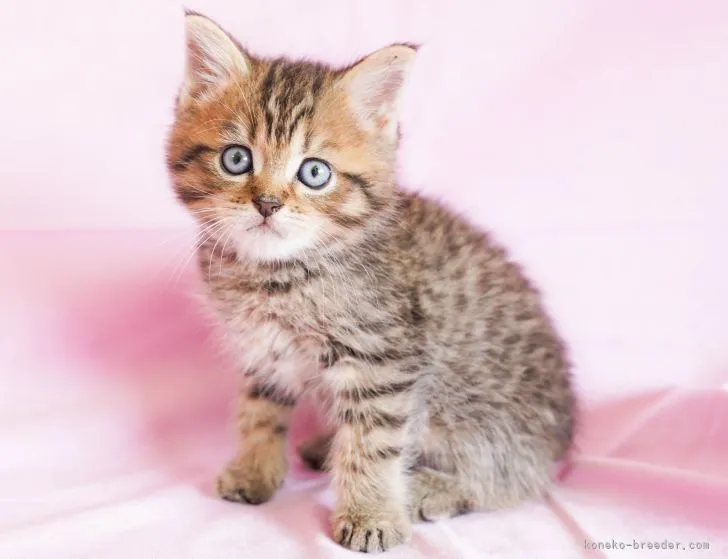 ID：2204-01023の子猫