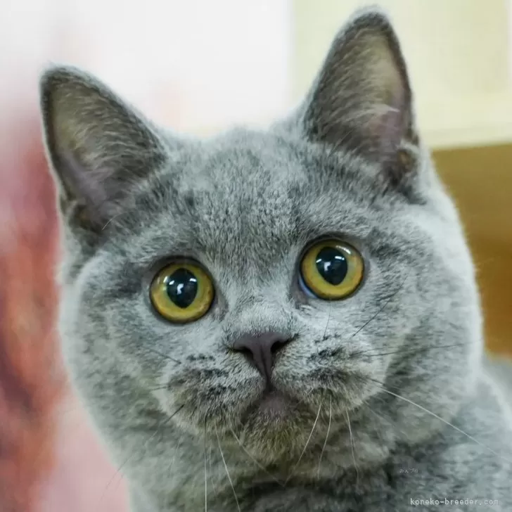 ID：2409-01239の子猫