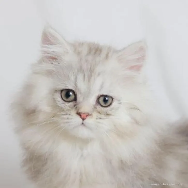ID:2209-00858の子猫