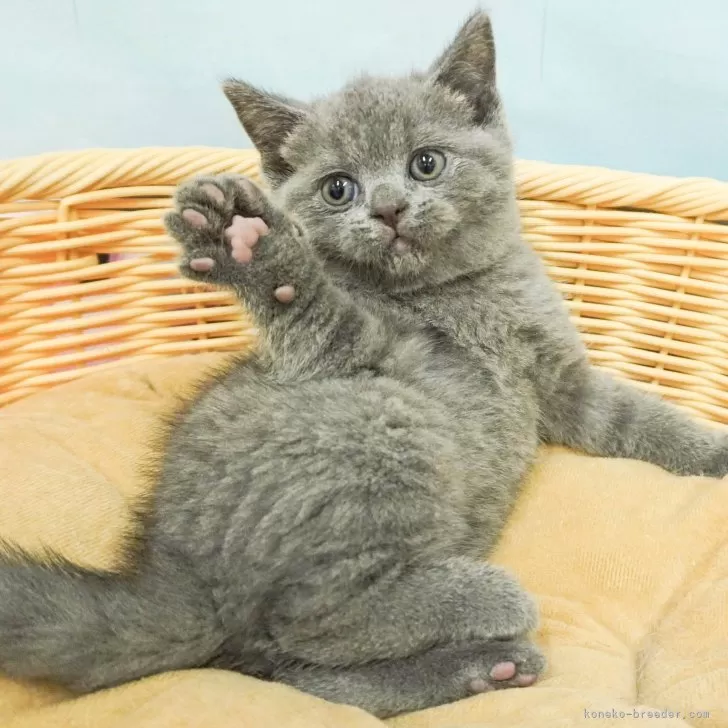 ID:2406-00793の子猫