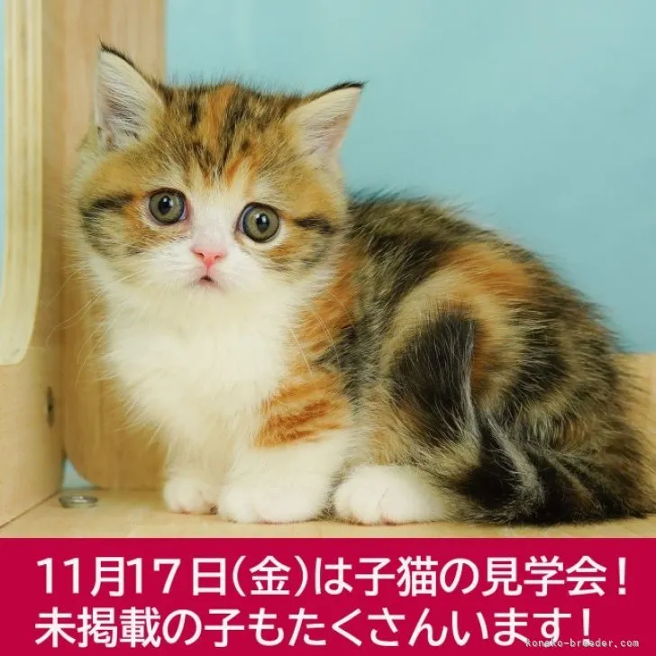 ID:2311-00184の子猫